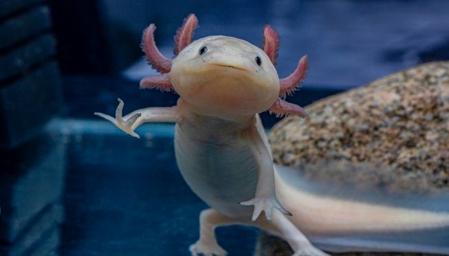 Axolotl