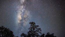 Sagome di alberi con dietro la Via Lattea