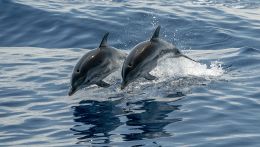 delfini