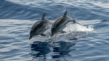 delfini