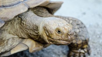 Tartaruga dettaglio testa