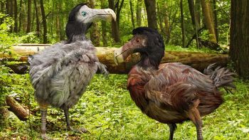 dodo