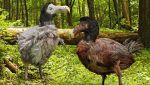 dodo