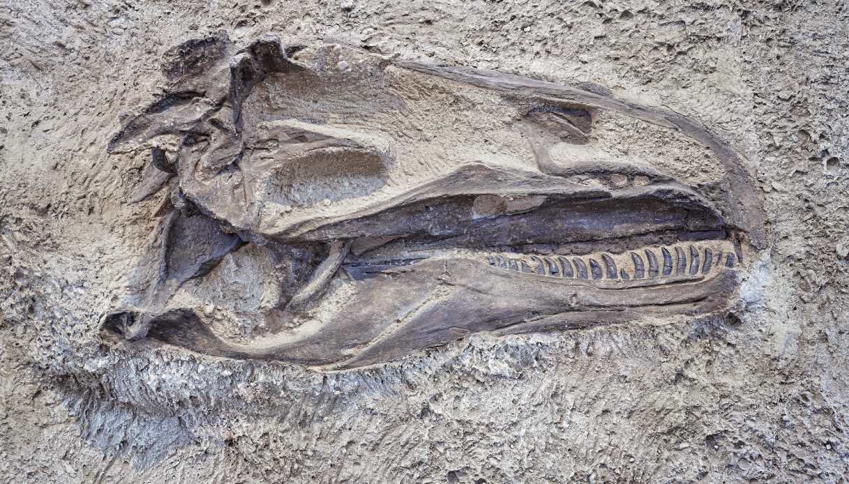 https://wips.plug.it/cips/tecnologia/cms/2026/08/fossile-testa-dinosauro.jpg