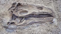 Grande testa di dinosauro fossile