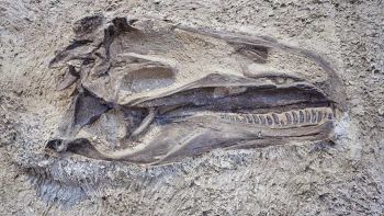 Grande testa di dinosauro fossile