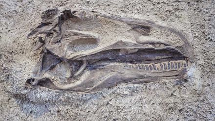 Grande testa di dinosauro fossile