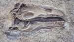 Grande testa di dinosauro fossile