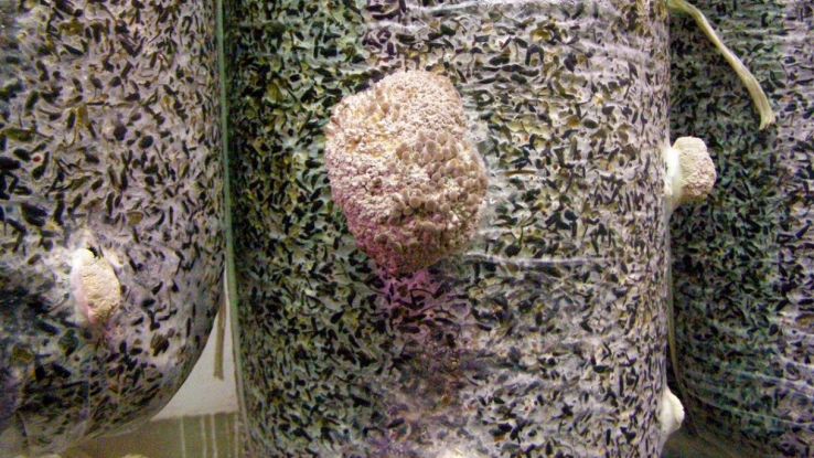 Aspergillus tubingensis