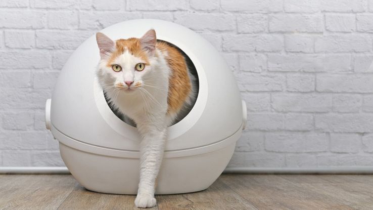 Lettiera gatto