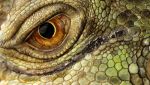 Esiste un vero "drago" e il suo nome si ispira alla serie House of the Dragon