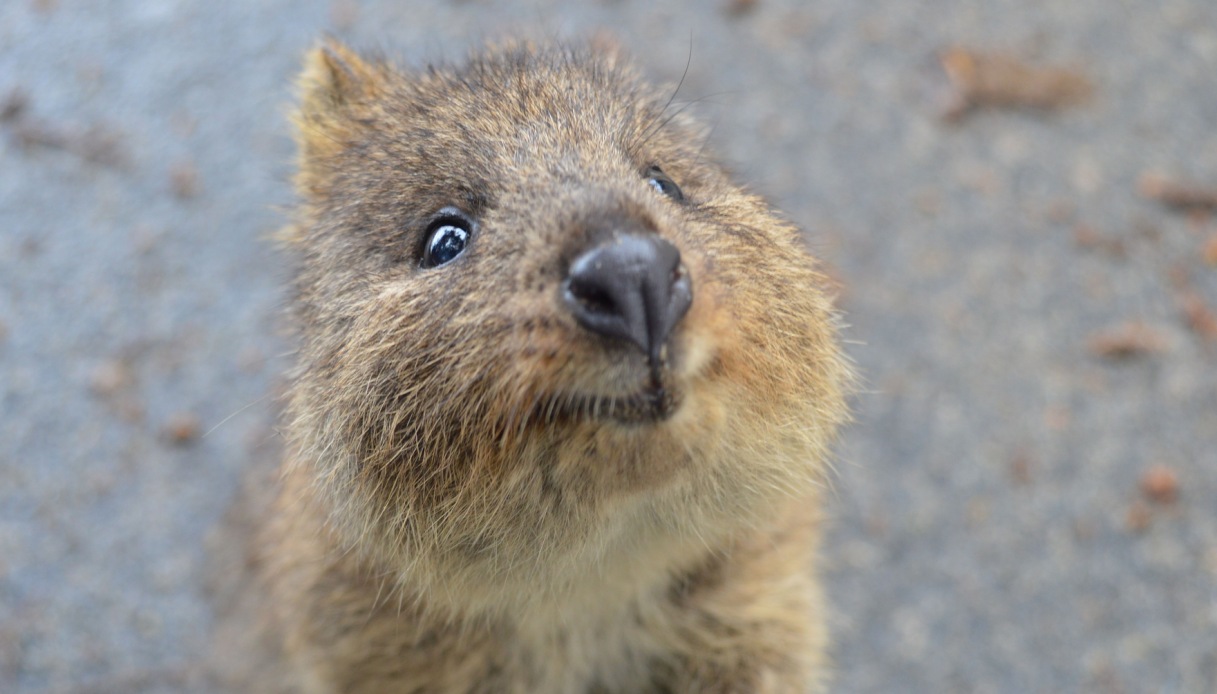 https://wips.plug.it/cips/tecnologia/cms/2026/08/quokka.jpg