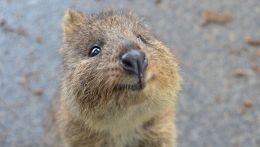 Un esemplare di quokka