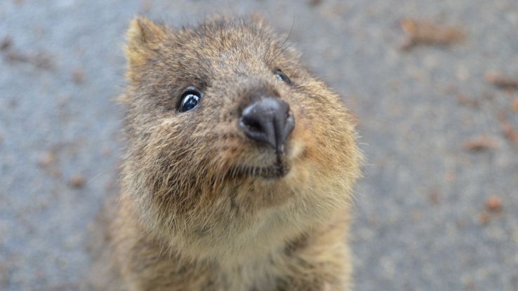 Un esemplare di quokka