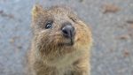 Un esemplare di quokka