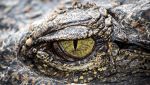 Scoperta la nuova specie Shakajlura riojanensis