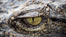 Scoperta la nuova specie Shakajlura riojanensis