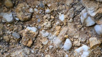 Fossili nella roccia