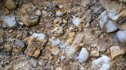 Fossili nella roccia
