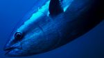 Hanno catturato un tonno rosso gigante da 338 kg
