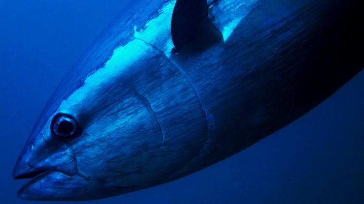 Hanno catturato un tonno rosso gigante da 338 kg