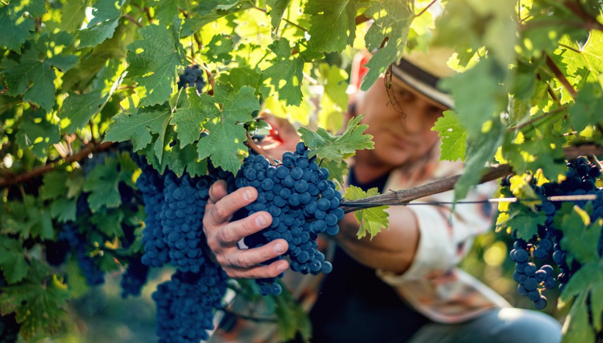https://wips.plug.it/cips/tecnologia/cms/2026/08/vendemmia.jpg