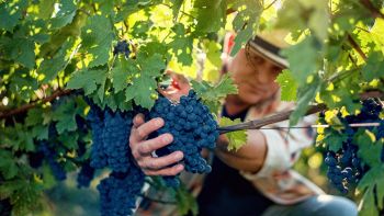 La vendemmia in Italia è arrivata in anticipo ed è tutta colpa del caldo