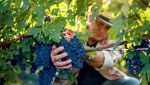 La vendemmia in Italia è arrivata in anticipo ed è tutta colpa del caldo
