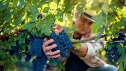 La vendemmia in Italia è arrivata in anticipo ed è tutta colpa del caldo