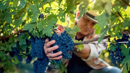 La vendemmia in Italia è arrivata in anticipo ed è tutta colpa del caldo