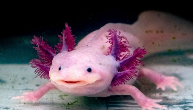 Axolotl, o salamandra americana
