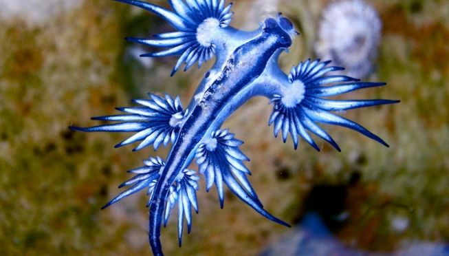 Drago Blu
