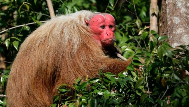 Foto del Uakari Calvo