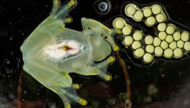 Rana di vetro, anfibio dalla pelle trasparente