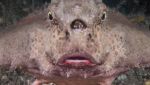 Animali non creati dall'AI