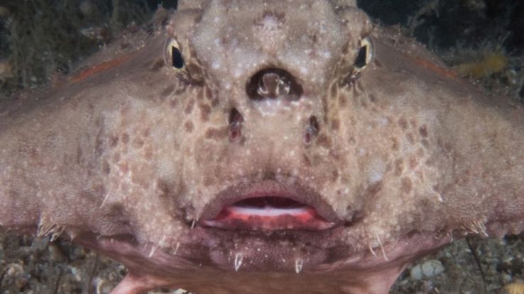 Animali non creati dall'AI