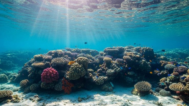 Barriera corallina sotto il mare