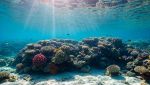 Barriera corallina sotto il mare