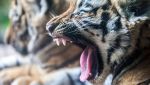 Sbadiglio di piccolo felino tigrato