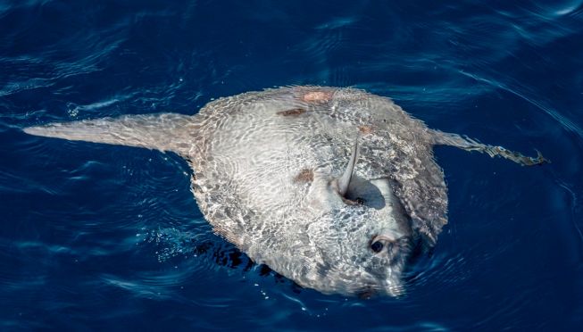 Un pesce luna galleggia su un fianco