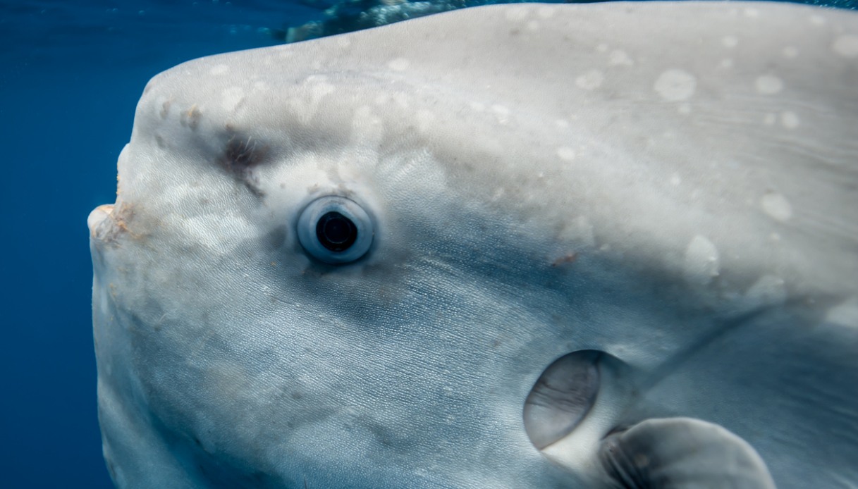 https://wips.plug.it/cips/tecnologia/cms/2026/09/pesce-luna-mola-mola.jpg