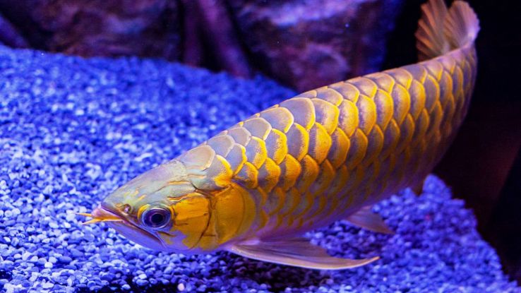 Un golden arowana fish
