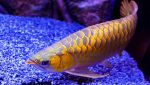 Un golden arowana fish