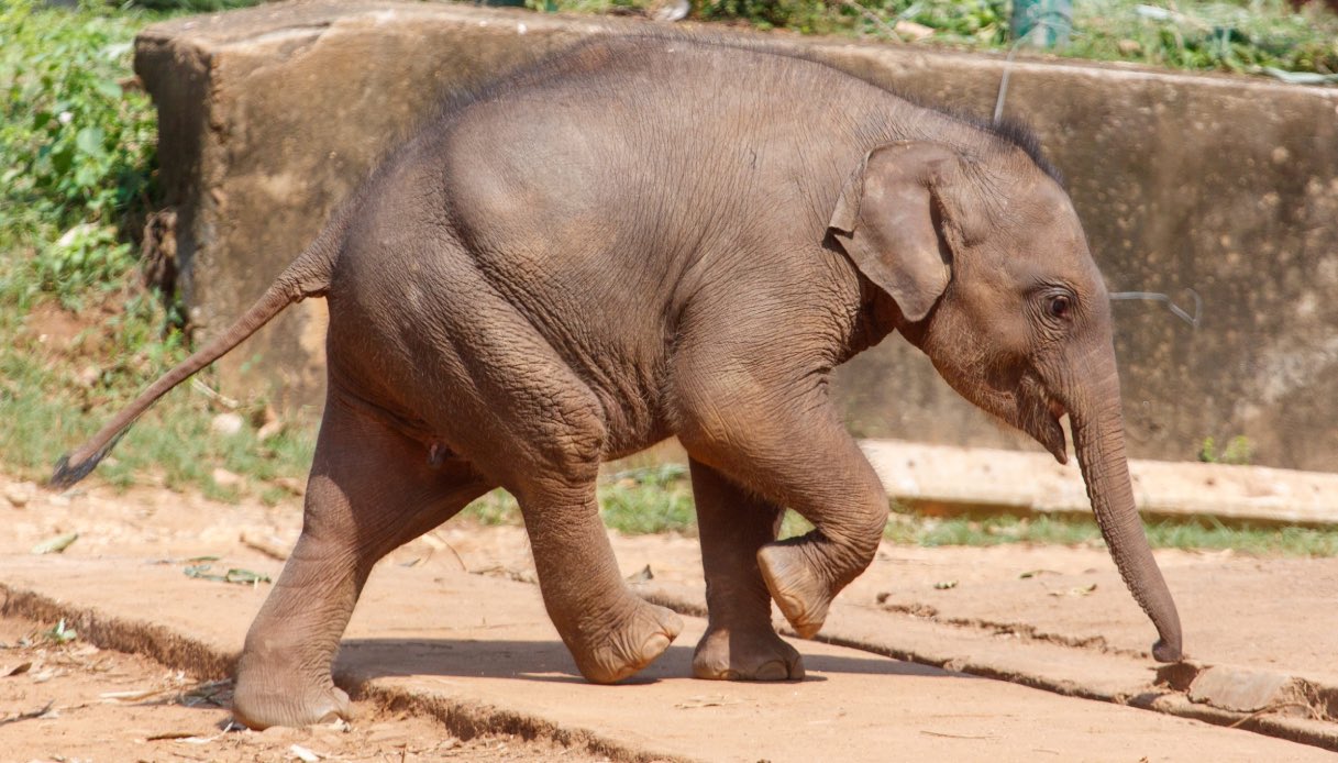 https://wips.plug.it/cips/tecnologia/cms/2026/09/piccolo-elefante-che-cammina.jpg