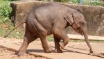 Cucciolo di elefante in movimento