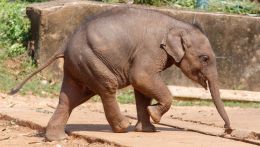 Cucciolo di elefante in movimento