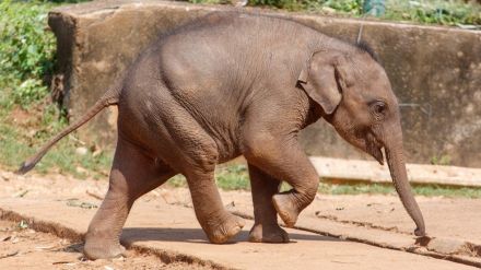 Cucciolo di elefante in movimento