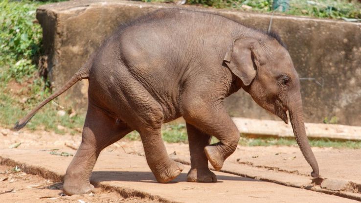 Cucciolo di elefante in movimento
