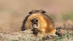 Il ratto talpa gigante (Tachyoryctes macrocephalus)