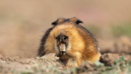 Il ratto talpa gigante (Tachyoryctes macrocephalus)
